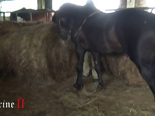 Mom Anal