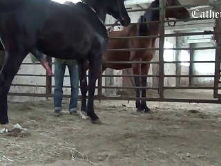 Video Mp4 Mobile Sex