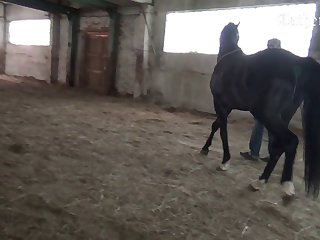 Video Mp4 Mobile Sex