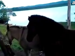 Big Assssss