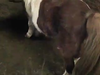 Dog Bj