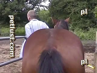 Petlust Bc33 Stud Boy
