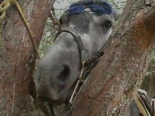 Bruno Horse Lovers 32 J 1