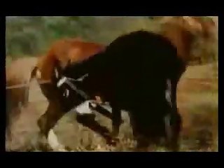 Good Sex With Donkey Animal Sex Zootube365.com 1
