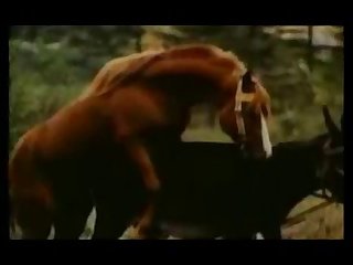 Good Sex With Donkey Animal Sex Zootube365.com 1