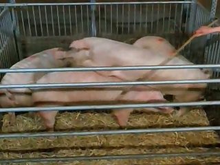 Mating Call Of The Wild Farm Animals