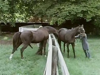 Mating Call Of The Wild Farm Animals