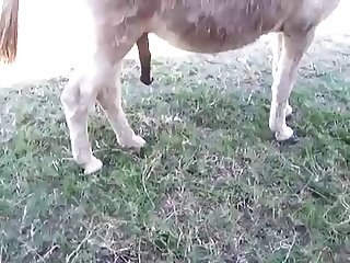 Akha Animal Crossing Porn