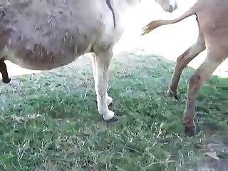 Akha Animal Crossing Porn