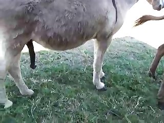 Akha Animal Crossing Porn
