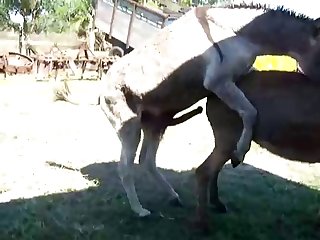 Akha Animal Crossing Porn