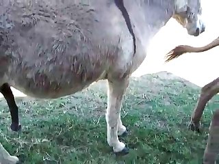 Akha Animal Crossing Porn