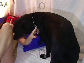 Tripti Dimri Animal Porn