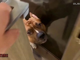 Animal And Girl Have Sex