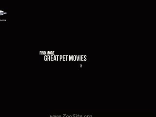 Animal Crossing Animated Sex