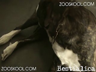 Rimjob Dog Porn