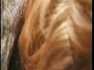 Animal Sex With Chicken