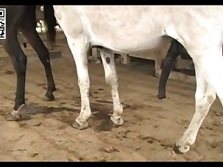 Big Pussy Mare Vs Jack Donkey Youtube