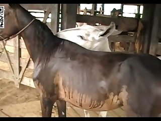 Big Pussy Mare Vs Jack Donkey Youtube