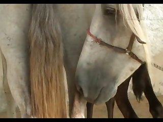 Horse Stallion Hot