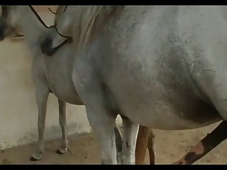 Horse Stallion Hot