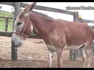 Donkey Sperm