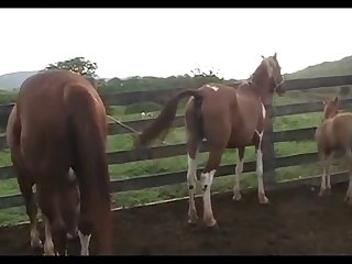 Horse Quarter Attack 4