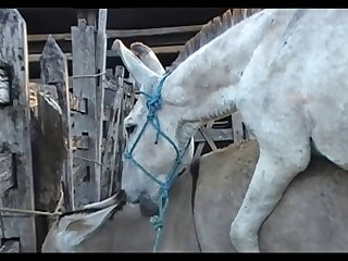 Donkey Jeck
