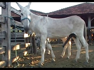 Donkey Jeck