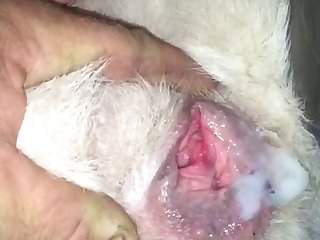 Jill Valentine Zombie Dog Porn
