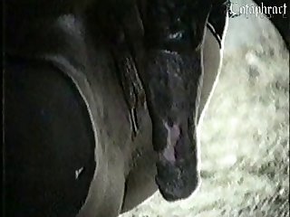 Gay Kissing Dog Porn