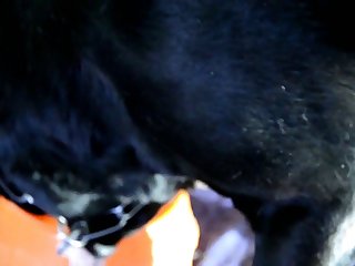 Girl Fucks A Dog Xxx