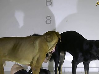 Bite De Cheval