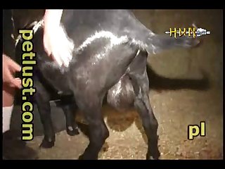 Pppmangoatpetlust Part 1