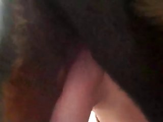 لقد دفعت ال ائحة والفي ومونات التي استنشقت الذئب إلى الجنون