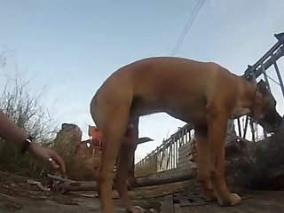 Il Ne Fallut Pas Longtemps Avant Que J'entende Un Chien Gratter À La Porte Arrière Alors Je Me Suis Levé Et Je Les Ai Laissés Entrer